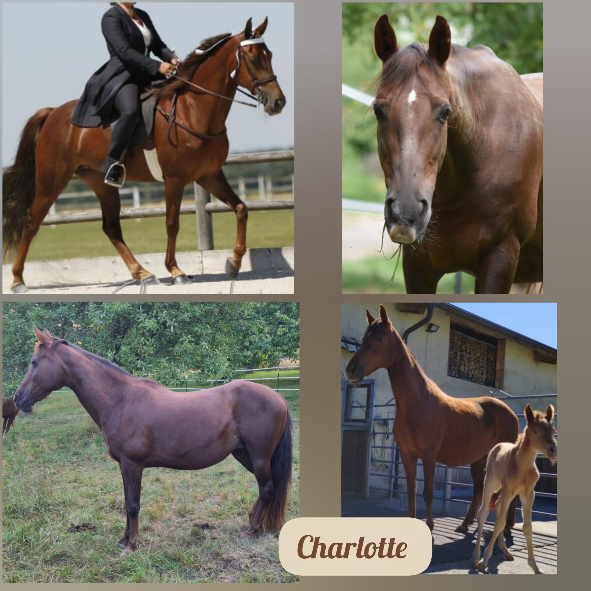 Challotte